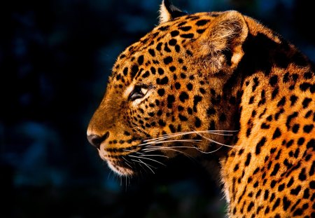 leopard - cat, leopard, cats, wild