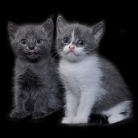 kittens