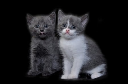 kittens