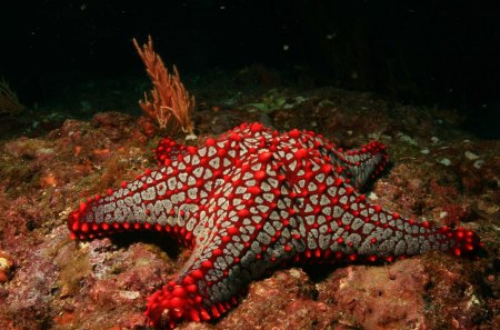 starfish - sea, starfish, fish, red