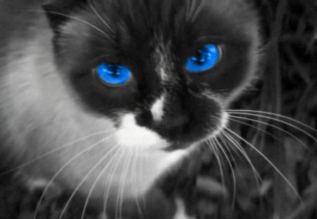 Sammy Blue Eyes - blue eyed, black and white, siamese, cat