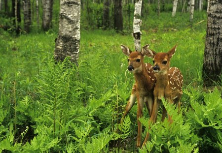 deer - tree, deer, little, wild