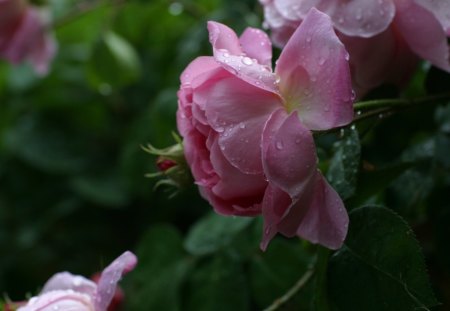 Drops of water - water, drops, rose, plant, pink