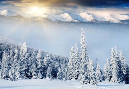 Winter Sun - beauty, sky, trees, magic, peaceful, sun, mountains, sunset, amazing, view, winter time, clouds, sunrays, tree, winter sun, snowy, rays, hill, landscape, sunlight, hills, winter, snowflakes, lovely, nature, magic winter, snow, beautiful, splendor, winter sunset, winter splendor, sunrise