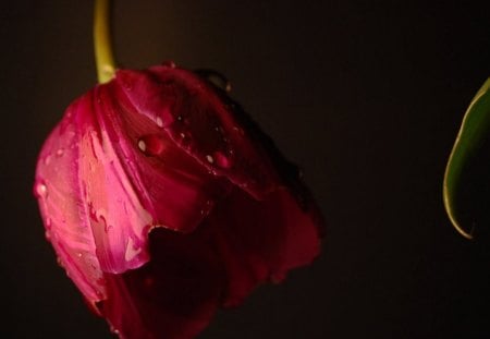 * Tears of tulip * - sadness, tears, water drops, sad, alone, petals, beautiful, tulip, flower