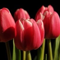 * Lovely tulips *