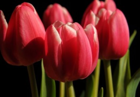 * Lovely tulips * - flowers, tulips, delicate, tender, lovely, petals