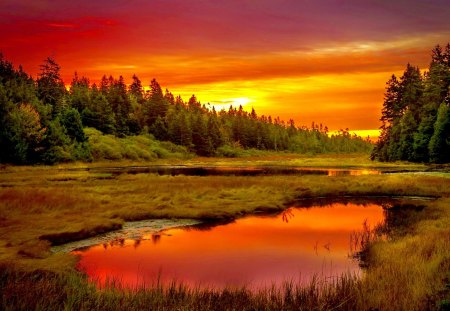 SUNSET - nature, sunset, forest, pond