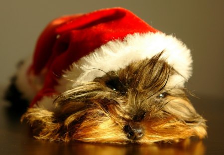 CHRISTMAS PUPPY - santa, puppy, animal, costume