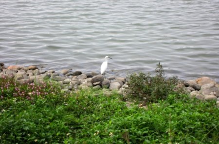 Snowy Egret - lake, flower, plants, snowy egret