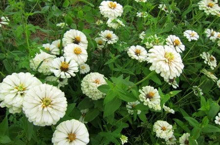 Zinnia elegans Jacq. - pretty, flowers, white, lovely