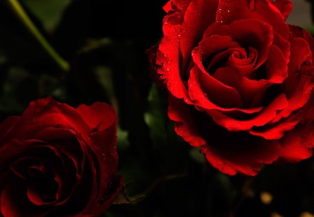 RED ROSES - rose, flower, red, wallpaper