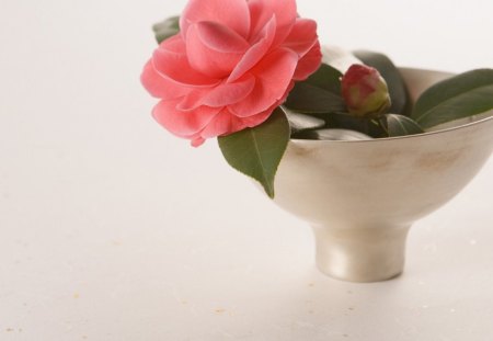 * Tenderness * - pink, camellia, soft, petals, tenderness, flower, vase