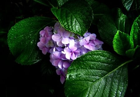 HIDDEN BEAUTY - flower, leaf, purple, green