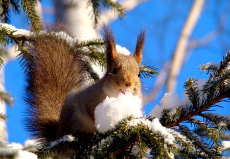 Squirrel - sky, squirrel, winter, tree, snow