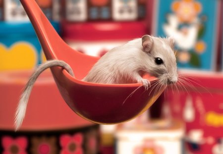 Mouse - teaspoon, little, nice, mouse