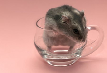 Mouse - mouse, cup, diner, glass