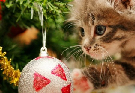 Christmas Kitten - decoration, cat, xmas, festive, bulb