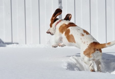 â‰¡ Happy in the Snow â‰¡ - winter, animals, happy, sweet, cold season, christmas, bright, playing, light, lovely, snow, dog