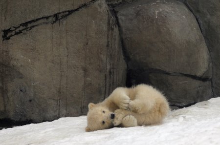 â‰¡ A little playful â‰¡ - paw, love, cub, bear, animals, winter, lovely, playful, forever, snow, sweet, little