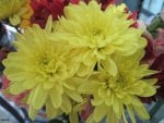 Bouquet of yellow flowers