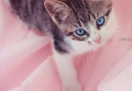 ๑♥๑ Blue-eyed girl ๑♥๑ - pretty, forever, girl, lovely, love, sweet, cat, tiny, pet, kitten, pale pink, blue eyed, paw print, animals, kitty