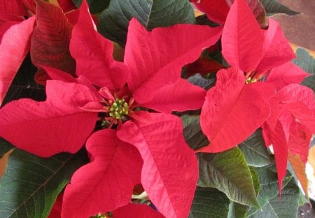 Winter Blooms - nature, red, christmas, poinstettia, flower