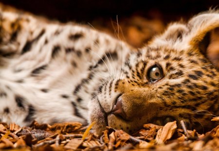 Cheetah - adorable, cats, beautiful, animals, feline, cheetah, cute