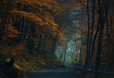 Into the wild - forest, nature, fog, mist