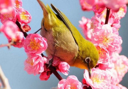 Birds spring season - blossoms, flowers, spring, season, petals, cherry, tree, birds, songbird