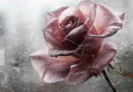 Broken - roses, broken, pink, flowers, rose