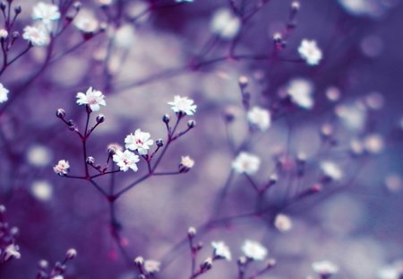 Flowers - photo, flower, close-up, makro