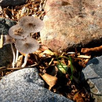 Translucent Mushrooms