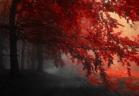 FOREST COPPER - fall, red autumn, autumn, mist, shade, seasons