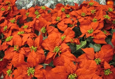 Poinsettia flowers - flowers, poinsettia, red, green