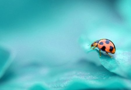 WORLD OF BLUE - blue, aquamarine, red, ladybirds, turquoise, polka dots, ladybugs