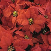 Red poinsettia