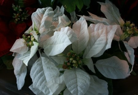 White poinsettia - poinsettia, flowers, white, green