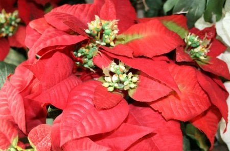 Poinsettia as a symbol - poinsettia, white, red, flowers, green