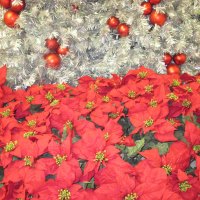 Poinsettia under the Christmas tree