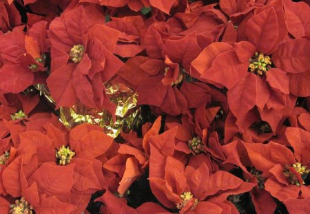 A beautiful gift for Christmas - poinsettia, red, flowers, gold, yellow