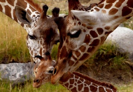 HAPPY FAMILIES - wildlife, antelope, savannah, africa, giraffe, calves, parents, brown, giraffes, proud, spots, moms and babies