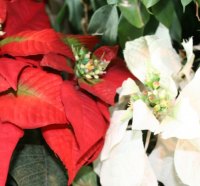 White & red poinsettias