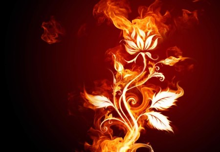 on fire - plant, fire, rose, red