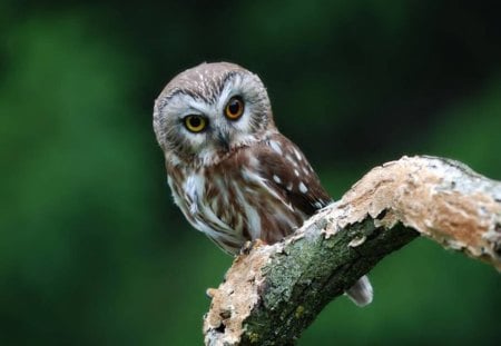 An Owl - owl, bird, branch, animal