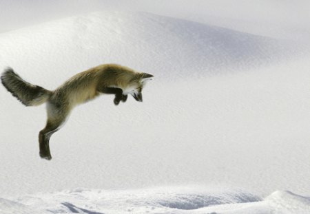 Fox jumping - jump, animal, winter, snow, fox