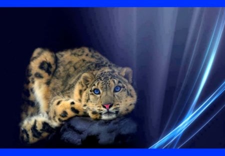 Baby's got blue eyes - snow leopard, cub, blue, zoo, wild life, cute