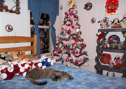 paws and christmas tree - christmas, decorations, tree, cat