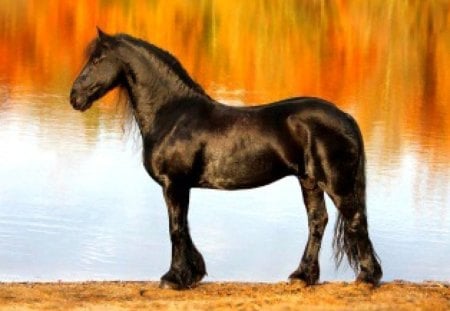 Horse posing - beauty, lake, fall, horse, black