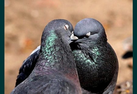 Dove love - bird, pigeon, dove, cute, love